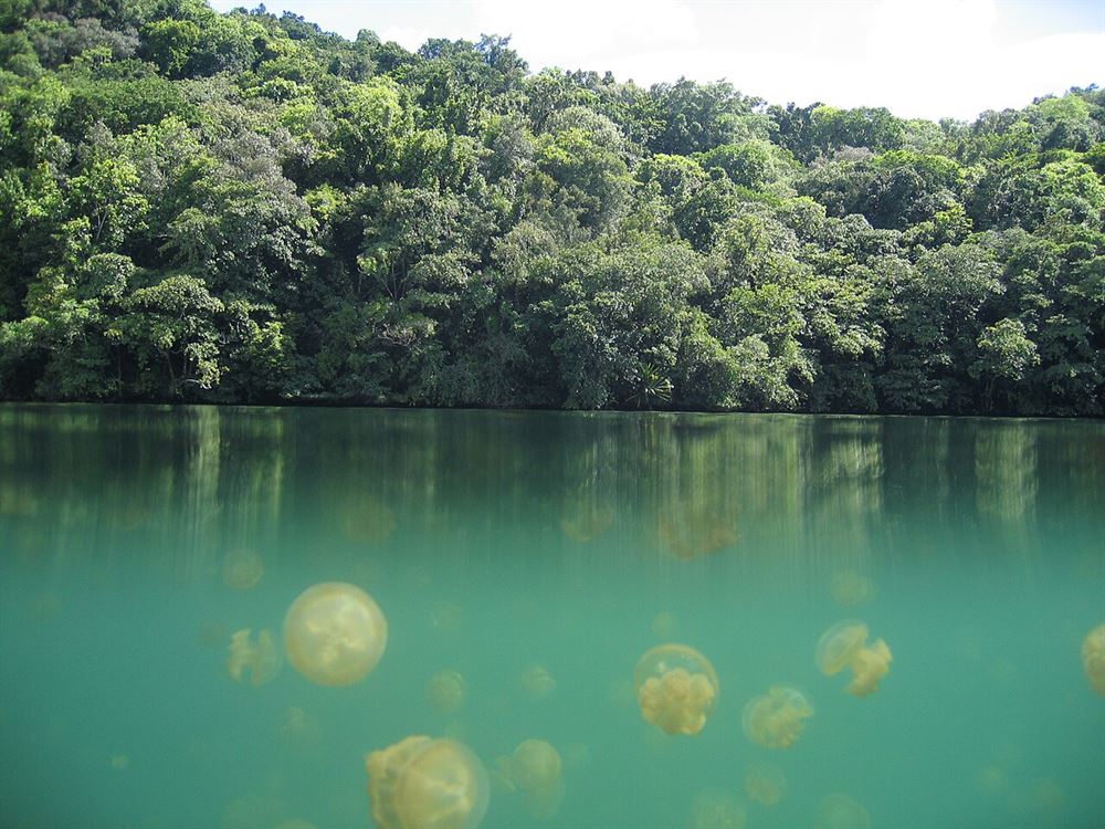 Meduzy w Jellyfish Lake